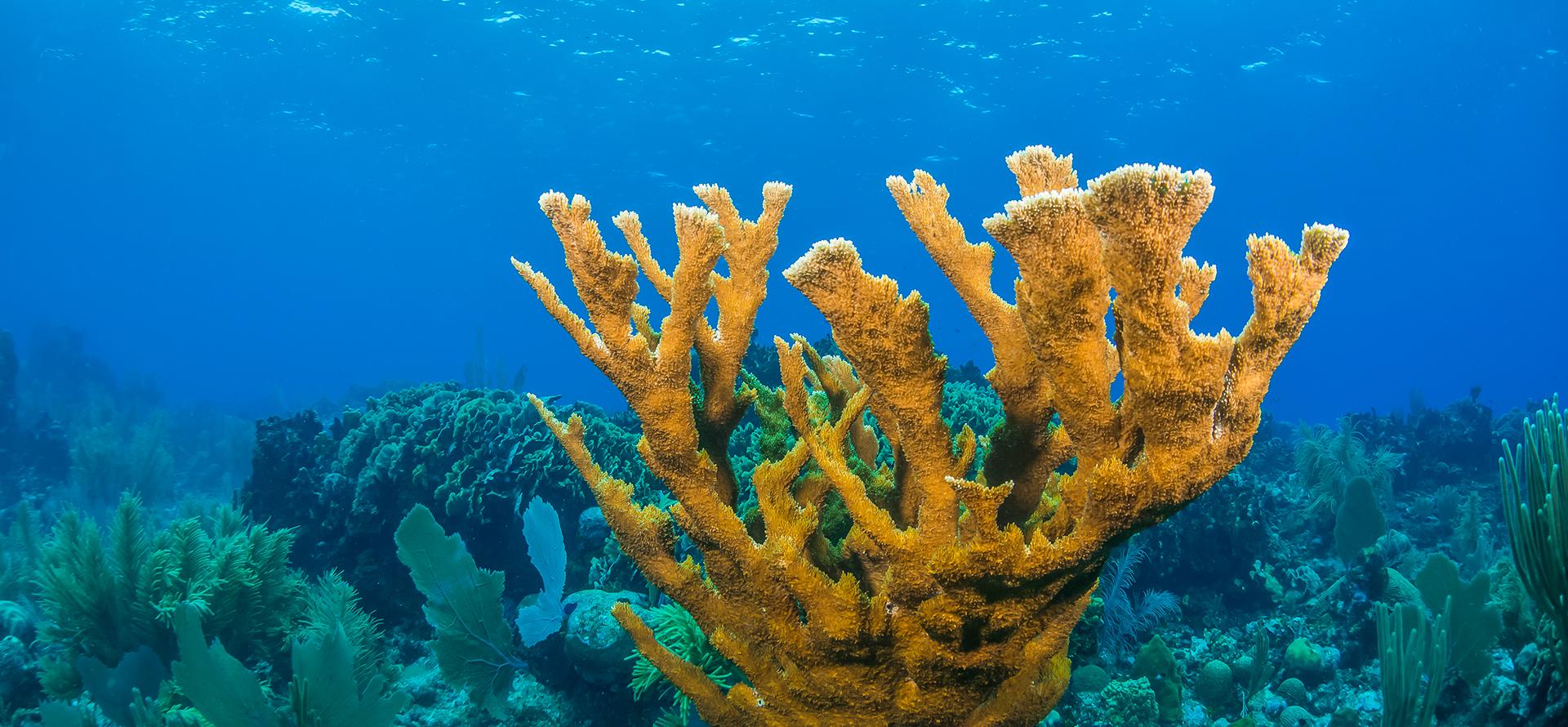 coral in the ocean