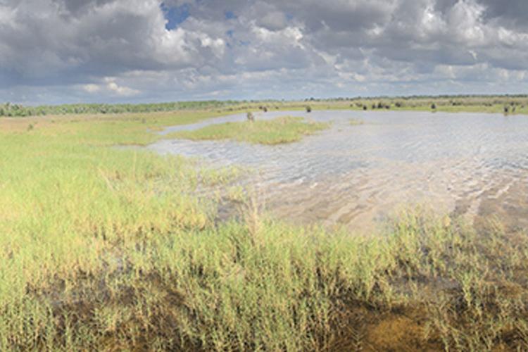 保护大沼泽地国家公园